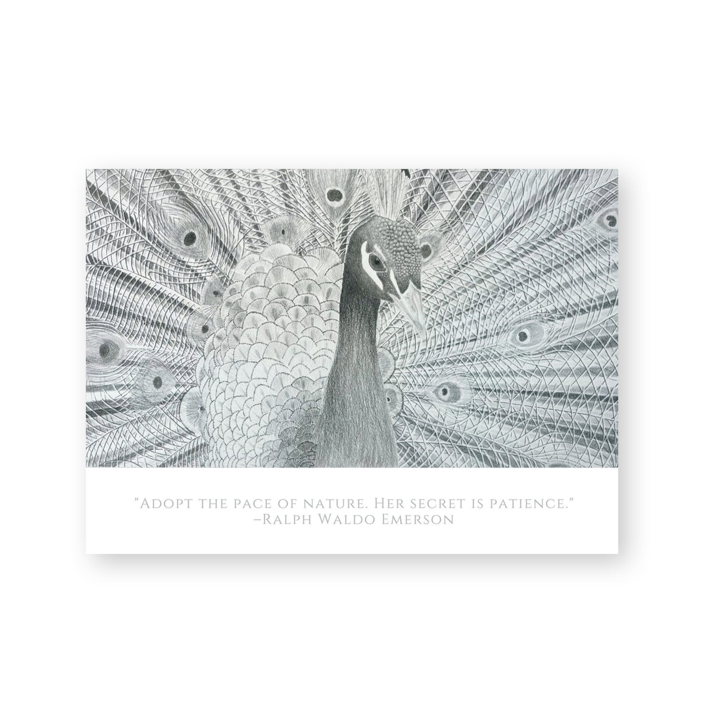 Note Cards 5 Pack: Peacock Blank